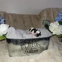 Shih tzu champion bloodline, a female Shih Tzu for sale in Phoenix, AZ – Photo 5 of 6