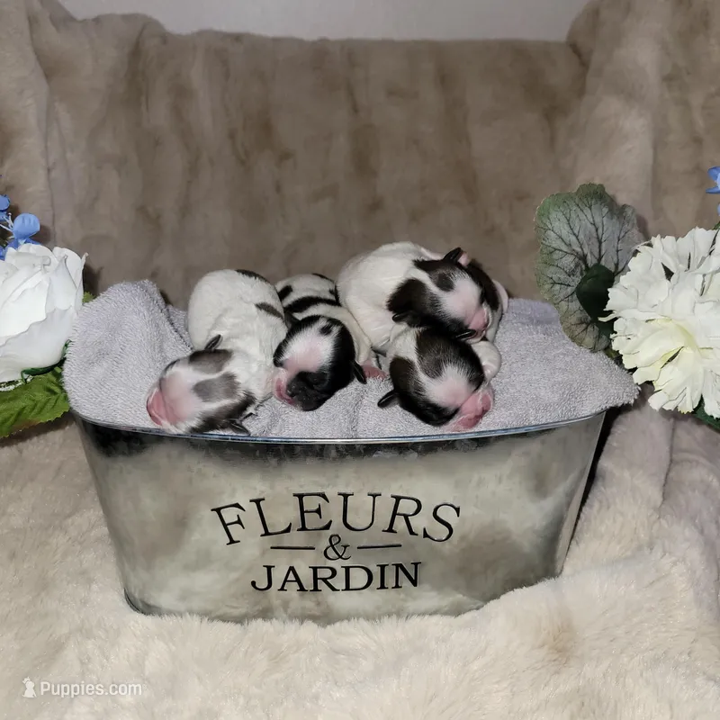 Shih tzu champion bloodline