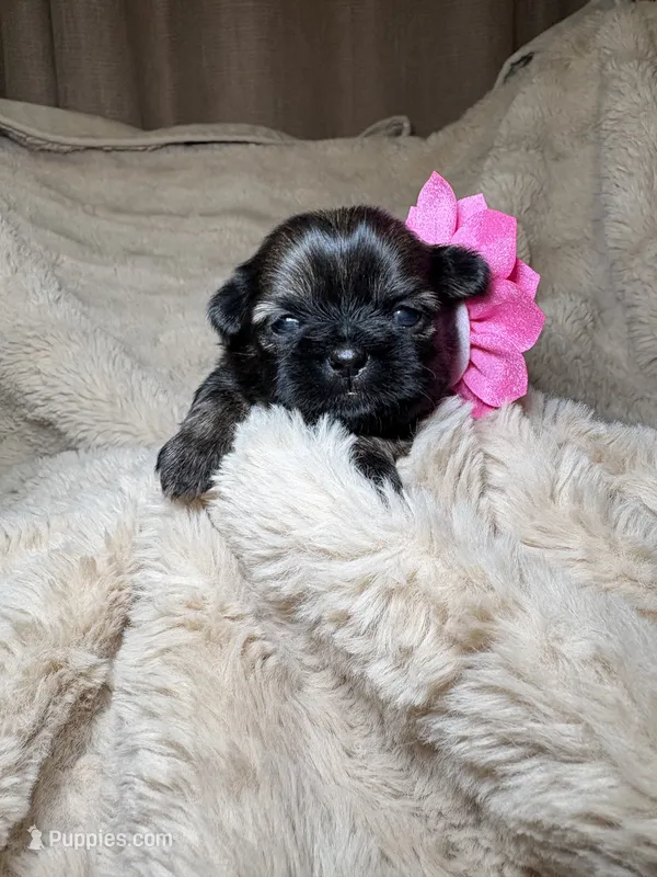 Adaline – Shih Tzu puppy for sale in Phoenix, AZ