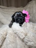 Adaline, a female Shih Tzu for sale in Phoenix, AZ – 1 of 5