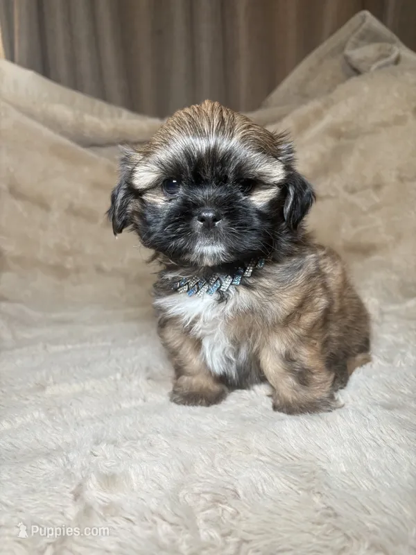 Bruno – Shih Tzu puppy for sale in Phoenix, AZ