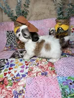 Sugar, a female Shih Tzu for sale in Phoenix, AZ – 2 of 5
