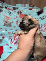 Bruno, a male Shih Tzu for sale in Phoenix, AZ – 4 of 5