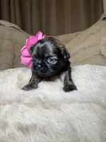 Adaline, a female Shih Tzu for sale in Phoenix, AZ – 4 of 5