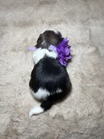Celine, a female Shih Tzu for sale in Phoenix, AZ – 5 of 8
