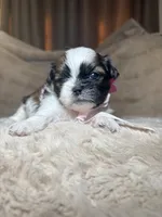 Maisie, a female Shih Tzu for sale in Phoenix, AZ – 4 of 7