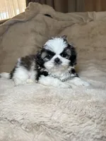 Gizmo, a male Shih Tzu for sale in Phoenix, AZ – 2 of 6