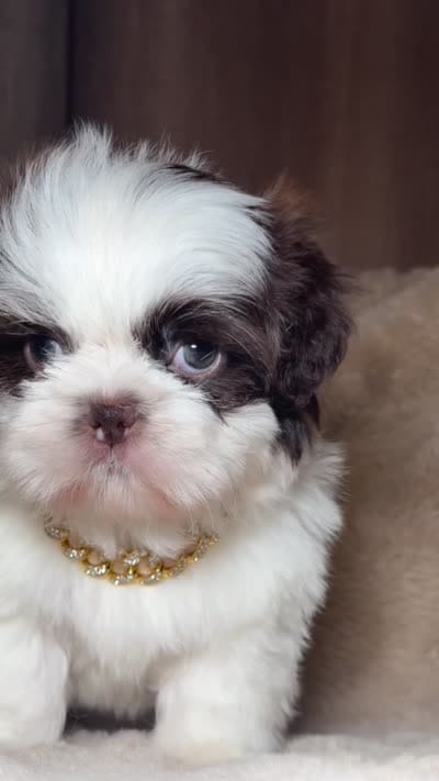 Cooper, a male Shih Tzu for sale in Phoenix, AZ – 5 of 5