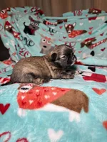 Ares, a male Shih Tzu for sale in Phoenix, AZ – 3 of 4