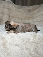 Malachi, a male Shih Tzu for sale in Phoenix, AZ – 3 of 4