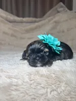 Eleanor, a female Shih Tzu for sale in Phoenix, AZ – 2 of 6