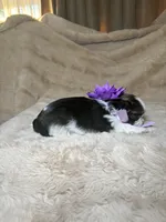 Celine, a female Shih Tzu for sale in Phoenix, AZ – 4 of 8