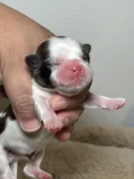 Cooper, a male Shih Tzu for sale in Phoenix, AZ – Photo 2 of 6