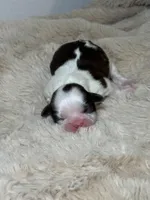 Cooper, a male Shih Tzu for sale in Phoenix, AZ – Photo 3 of 6