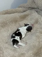 Cooper, a male Shih Tzu for sale in Phoenix, AZ – Photo 5 of 6