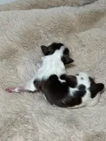 Cooper, a male Shih Tzu for sale in Phoenix, AZ – Photo 6 of 6