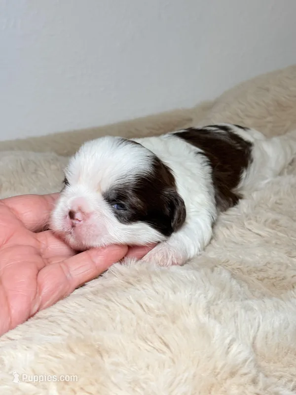Cooper – Shih Tzu puppy for sale in Phoenix, AZ