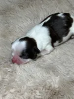 Cooper, a male Shih Tzu for sale in Phoenix, AZ – Photo 4 of 6