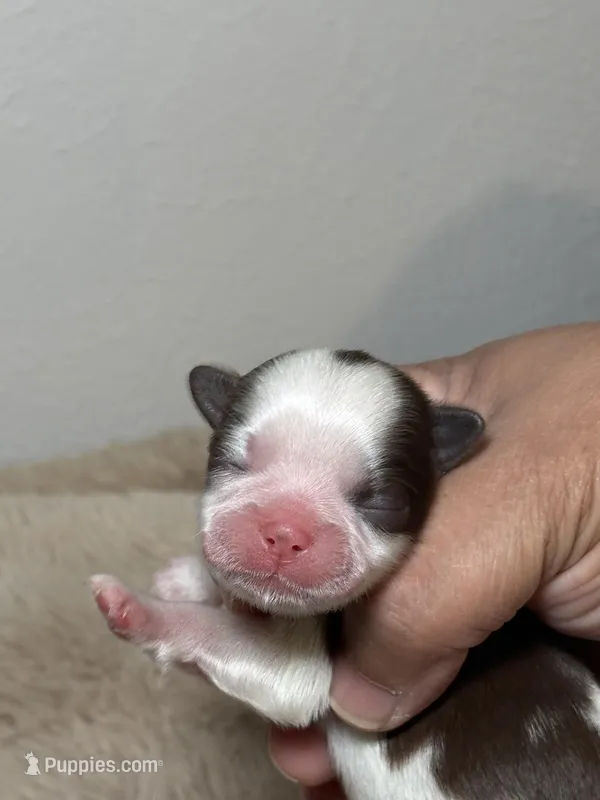 Cooper – Shih Tzu puppy for sale in Phoenix, AZ