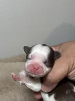 Cooper, a male Shih Tzu for sale in Phoenix, AZ – Photo 1 of 6