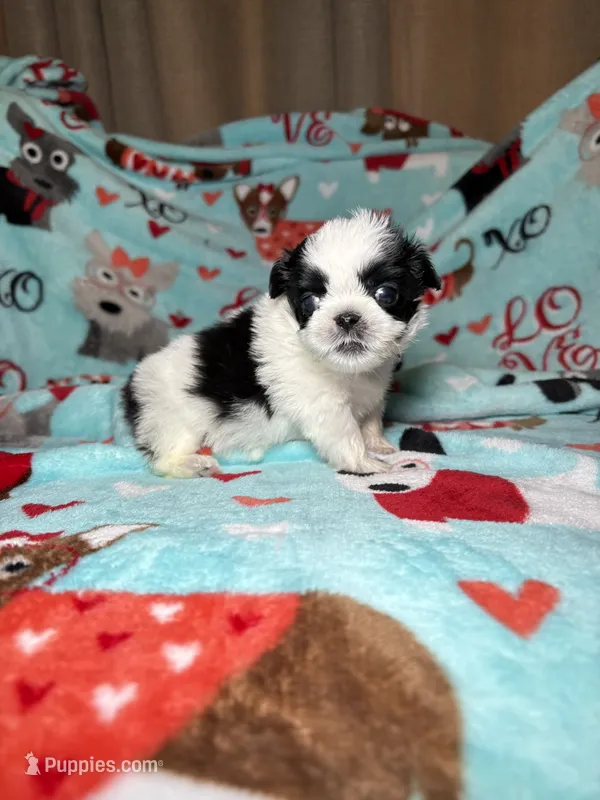Penny  – Shih Tzu puppy for sale in Phoenix, AZ