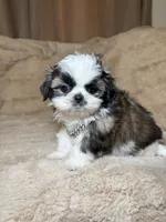 Gizmo, a male Shih Tzu for sale in Phoenix, AZ – 4 of 6