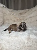 Malachi, a male Shih Tzu for sale in Phoenix, AZ – 2 of 4