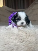 Celine, a female Shih Tzu for sale in Phoenix, AZ – 3 of 8