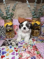 Sugar, a female Shih Tzu for sale in Phoenix, AZ – 3 of 5