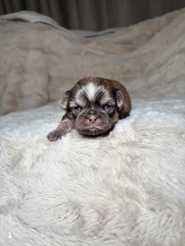 Malachi – Shih Tzu puppy for sale in Phoenix, AZ