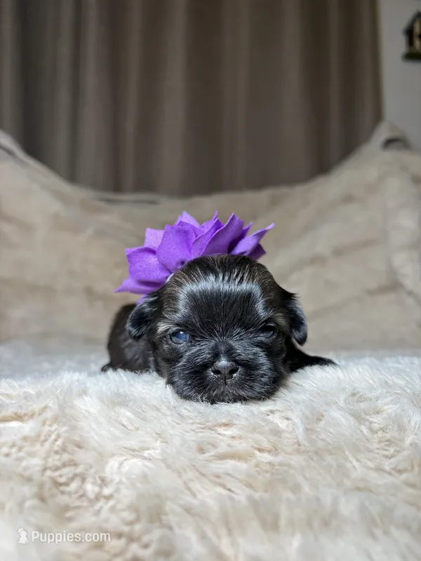 June  – Shih Tzu puppy for sale in Phoenix, AZ