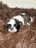 Zeus, a male Shih Tzu for sale in Phoenix, AZ – 3 of 4