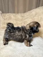 Lady, a female Shih Tzu for sale in Phoenix, AZ – 2 of 4