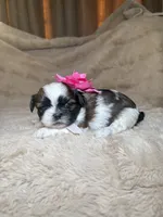 Maisie, a female Shih Tzu for sale in Phoenix, AZ – 2 of 7