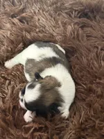 Zeus, a male Shih Tzu for sale in Phoenix, AZ – 2 of 4