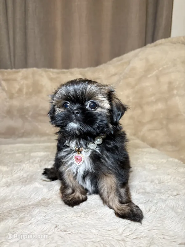 Lady – Shih Tzu puppy for sale in Phoenix, AZ