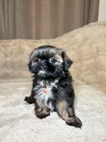 Lady, a female Shih Tzu for sale in Phoenix, AZ – 1 of 4