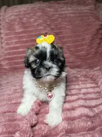 Dove, a female Shih Tzu for sale in Phoenix, AZ – 2 of 5