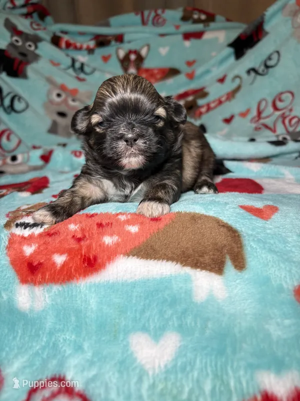 Ares – Shih Tzu puppy for sale in Phoenix, AZ
