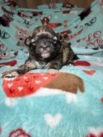Ares, a male Shih Tzu for sale in Phoenix, AZ – 1 of 4