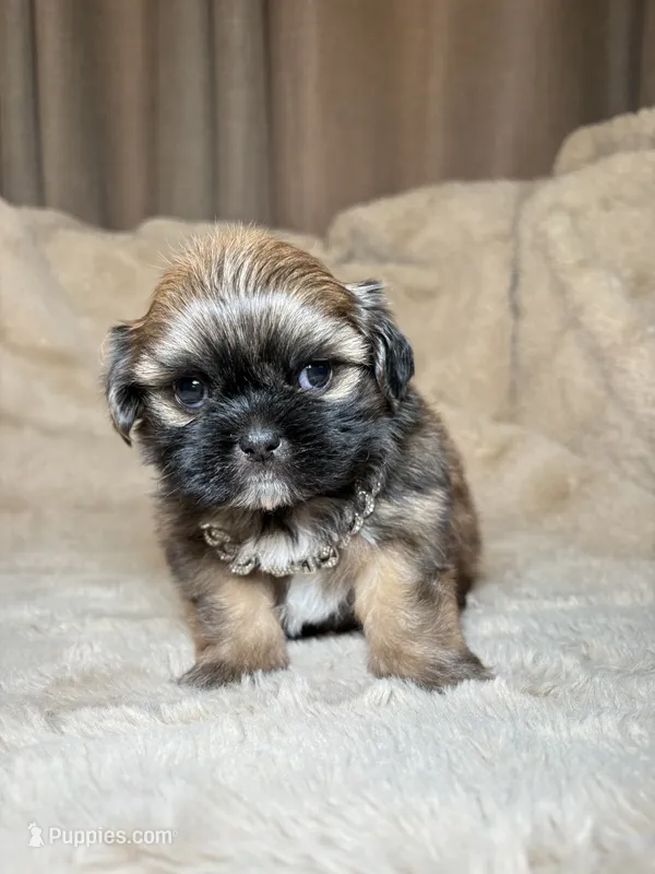 Bruno – Shih Tzu puppy for sale in Phoenix, AZ
