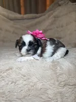 Maisie, a female Shih Tzu for sale in Phoenix, AZ – 6 of 7