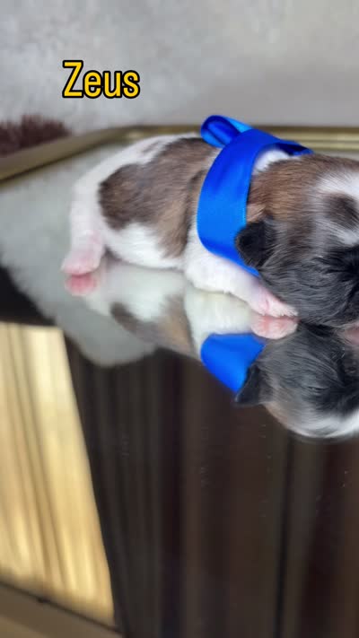 Zeus, a male Shih Tzu for sale in Phoenix, AZ – 4 of 4