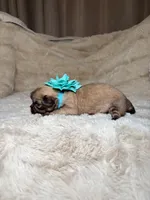 Amelia, a female Shih Tzu for sale in Phoenix, AZ – 5 of 5