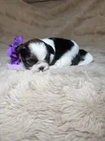 Celine, a female Shih Tzu for sale in Phoenix, AZ – 2 of 8