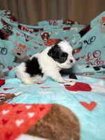 Penny , a female Shih Tzu for sale in Phoenix, AZ – 2 of 4