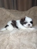 Cooper, a male Shih Tzu for sale in Phoenix, AZ – 2 of 5
