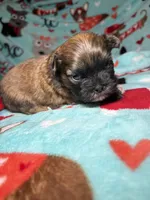Bruno, a male Shih Tzu for sale in Phoenix, AZ – 2 of 5