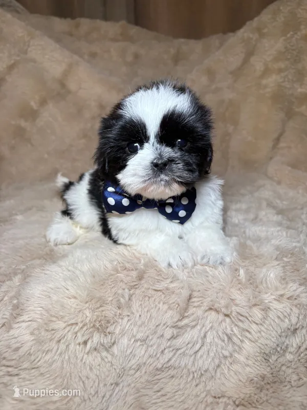 Max  – Shih Tzu puppy for sale in Phoenix, AZ
