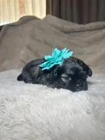 Eleanor, a female Shih Tzu for sale in Phoenix, AZ – 4 of 6